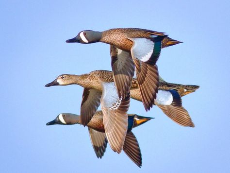 Blue-winged Teal Flock Geese Art, Waterfowl Taxidermy, Waterfowl Art, Blue Winged Teal, Duck Pictures, Hunting Art, Bird Carving, Duck Hunting, Swans