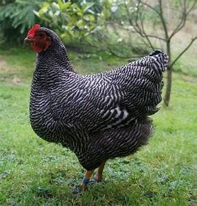 Barred Plymouth Rock Chickens, Barred Plymouth Rock, Chicken Paintings, Plymouth Rock Chicken, Barred Rock, Laying Chickens Breeds, The Breeders, Rock Club, Bantam Chickens