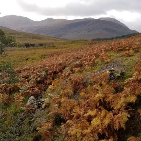 Bracken-covered hills in the Highlands Historical Novels, Scottish Highlands, Fall Colors, Fine Art, Natural Landmarks, Art