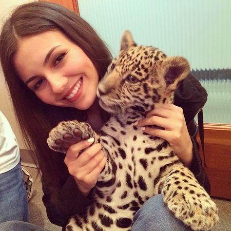 “Soo... I got to hang out with a baby jaguar today. So. Awesome. #MeetLibre #caniIkeephim ? Shout out to @pscathaven for raising awareness & helping to…” Victorious Tori, Baby Jaguar, Victorious Cast, Tori Vega, Sam & Cat, Jade West, Liz Gillies, The 1975, Victoria Justice