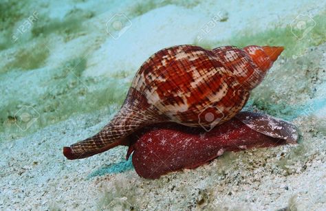 …Live True Tulip Fasciolaria tulipa crawling on the sand, Cozumel Island, Yucatan Peninsula, Mexico. Flora Marina, Sea Snails, Human Memory, Water Creatures, Sea Snail, Sea Slug, Seaside Cottage, Fish Tanks, Animal Projects