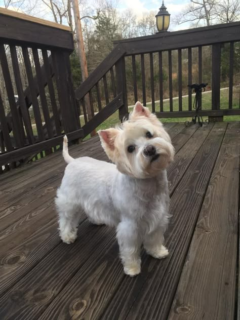 Westie Haircut, White Yorkie, Westy Dogs, Westie Dogs West Highland Terrier, West Highland White Terrier Haircuts, White Terrier West Highland, West Terrier, Westie Moments On Instagram, Listen Carefully