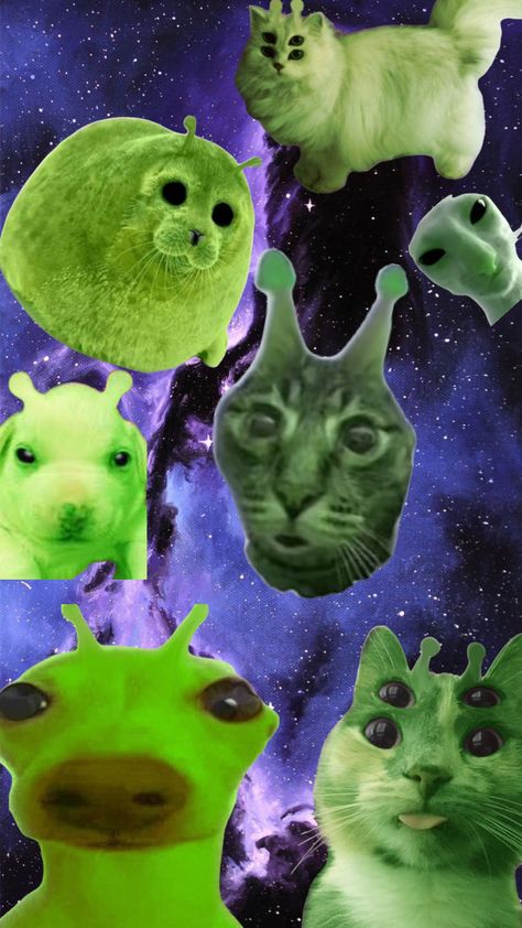 #aliens #space #aliencat Alien Aesthetic, Space Drawings, Cute Alien, Cat Aesthetic, Cat Wallpaper, Weird Animals, Cat Memes, Aliens, Cat Art