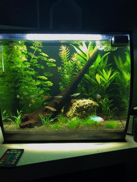 Fluval Flex Aquascaping, Cool Fish Tank Decorations, Aquarium Inspiration, Fish Aquarium Decorations, Amazing Aquariums, Betta Fish Types, Cool Fish Tanks, Aquascape Design, Fish Tank Design