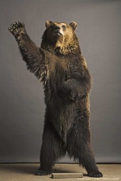 Dog Bear, Animal Bear, Bears Bear, Standing Bears, Standing Waving, Animal Reference Bears, Lawyer Bear, Waving Bears, 467 720 Silly Bears, Bear Waving, Waving Bear, Bear Standing, Dog Bear, Bear Bears, Grizzly Bears, Painted Rock Animals, Animal Bear