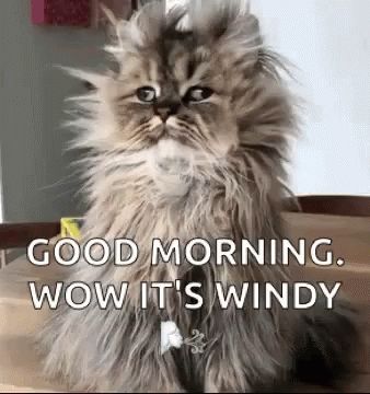 Good Morning Funny Animals GIF - GoodMorning FunnyAnimals InsomniaCat - Discover & Share GIFs Good Morning Gif Funny, Monday Gif, Good Night Meme, Good Morning Winter, Good Morning Cat, Morning Cat, Morning Memes, Cute Good Morning Quotes, Cat Quotes Funny