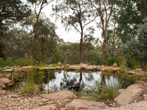 Specialising in the design and construction of stunning natural water features as well as informal Australian native gardens in Melbourne. Click for details Australia Landscape, Bush Garden, Natural Swimming Ponds, Australian Native Garden, Garden Water Feature, Fountains Backyard, Natural Pond, Backyard Water Feature, Native Garden