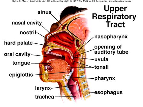 upper respiratory tract | Upper Respiratory Tract Anatomy Upper Respiratory Tract Anatomy, Upper Respiratory System, Lower Respiratory Tract, Upper Respiratory Tract, Respiratory System Anatomy, Nasal Cavity, Gross Anatomy, Structure And Function, Respiratory System