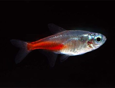 Neon Diamond, Best Carry On Bag, Neon Tetra, Aquatic Garden, Brine Shrimp, Selective Breeding, Freshwater Aquarium Fish, Fish For Sale, Diamond Head