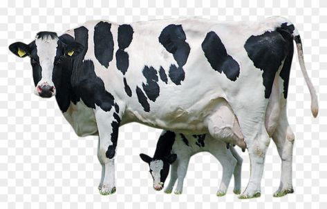 Hf Cow Images, Hf Cow, Mobile Png, Cow Images, Dr Images, Cow With Calf, Calf Cow, Cow Vector, Black Background Design