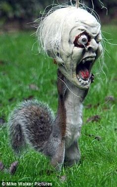 Horse Head Squirrel Feeder | Squirrel Feeder, Horse Head and Squirrels Squirrel Feeders, Halloween Pranks, Squirrel Funny, Halloween Makeup Scary, Adornos Halloween, Halloween Makeup Easy, Scary Halloween Decorations, Pictures Of The Week, Halloween Makeup Looks