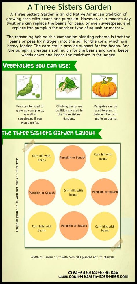 A New Twist on the Three Sisters Garden Layout, Planting Methods and History Container Garden Layout, Three Sisters Garden, Gardening Layout, Growing Corn, Companion Gardening, Garden Companion Planting, Tattoo Plant, Growing Tomatoes In Containers, The Three Sisters