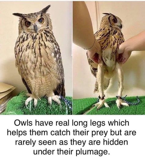 Owl Legs, Legs Art, Beauty Light, Pretty Sunset, Beach Beautiful, Sunset Sunrise, Funny Animal Memes, Weird World, Flowers Nature