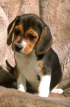 Ohh my goodness, baby beagle :) Beagle Dog Facts, Pocket Beagle Puppies, Beagles For Sale, Miniature Beagle, Beagle Pups, Baby Beagle, Adoptable Beagle, Cute Beagles, Dog Happy