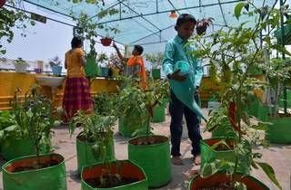 Tips on how to grow your own vegetables on a terrace garden - The Hindu Terrace Vegetable Garden, Garden Ideas India, Rooftop Garden Design, Terraced Vegetable Garden, Garden Design Ideas Inspiration, Vertical Vegetable Gardens, Terrace Garden Ideas, Vegetable Garden Ideas, Indian Garden