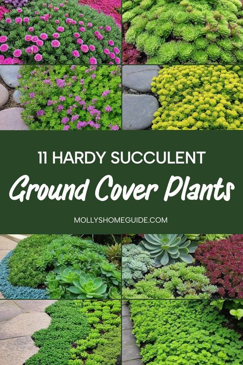 Looking to elevate your garden with beautiful ground cover plants? Explore the best succulent ground covers that are not only stunning but also easy to maintain. From sedum as groundcover to ice plant varieties, these low-maintenance solutions are perfect for low-water gardens, full sun areas, and even shaded spots. Discover the beauty of Australian native ground cover plants and outdoor succulents that will thrive in any setting. Creeping Ground Cover Plants, Ground Cover That Chokes Out Weeds, Full Sun Landscaping Ideas, Shade Ground Cover, Native Ground Cover, Evergreen Ground Cover Plants, Sedum Ground Cover, Succulent Ground Cover, Outdoor Succulents