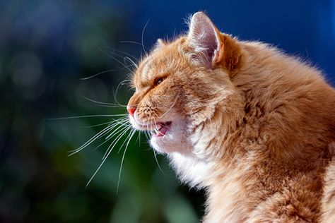 Cat won't stop meowing? There might be more to your cat meowing all the time than nonstop vocalization. Find out if all that cat meowing signals something serious like a medical condition. Cat Meowing, Orange Tabby Cats, Cat Items, Mama Cat, Orange Tabby, Cat Behavior, Cat Sleeping, Ginger Cats, Cat Care