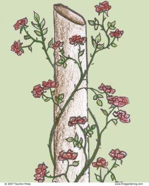 Pruning Climbing Roses | Fine Gardening Pruning Climbing Roses, Fence Trellis, Rose Pruning, Roses Climbing, Roses Growing, Rose Plant Care, Pruning Roses, Rose Gardening, Rose Tree