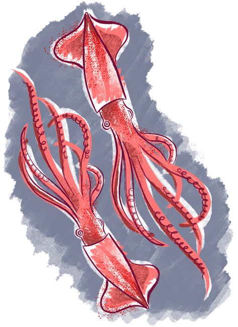 Colossal Squid Drawing, Squid Art Illustrations, Squid Drawing Simple, Squid Painting, Squid Illustration, Squid Drawing, Squid Art, Coral Drawing, Ocean Monsters