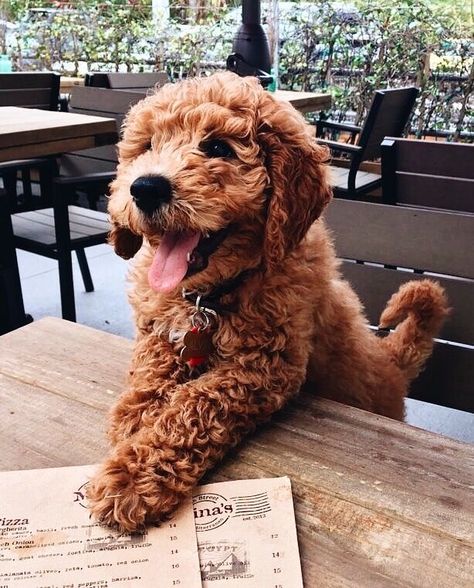 Curly Brown Hair, Brown Curly Hair, Doodle Puppy, Super Cute Puppies, Puppy Dog Eyes, Cute Little Puppies, Goldendoodle Puppy, Doodle Dog