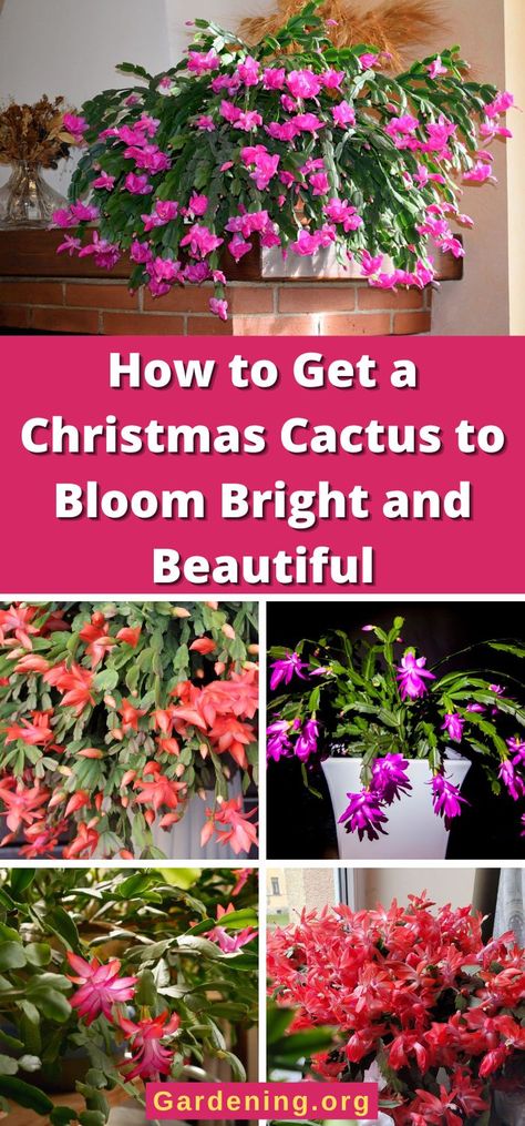 How To Get Christmas Cactus To Bloom, Kissing Bug, Christmas Cactus Flower, Cactus For Sale, Lush Christmas, Christmas Cactus Care, Cactus Bloom, Christmas Cactus Plant, Easter Cactus