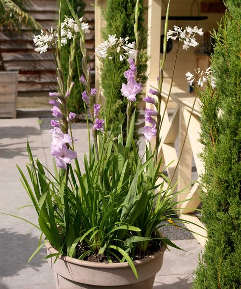 How to grow gladioli in pots: top container tips | Gladiolus In Pots Container Garden, Gladiolus Flower In Pots, Growing Gladiolus In Pots, Gladioli In Pots, Gladiolus In Garden, Planting Gladiolus Bulbs In Containers, Gladiolus Flower Garden Ideas, Gladiolus In Pots, White Agapanthus