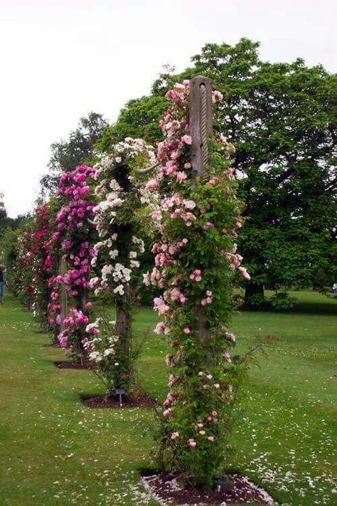 Landscape Stairs, Rose Border, Rose Garden Design, Garden Therapy, Climbing Flowers, Diy Garden Fountains, Garden Flower Beds, Climbing Rose, Diy Raised Garden