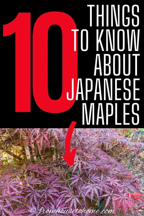 Japanese Maple Tree Care, Japanese Maple Tree Landscape, Maple Tree Landscape, Japanese Maple Garden, Growing In Containers, Coral Bark Japanese Maple, Shade Loving Shrubs, Plants Under Trees, Japanese Tree