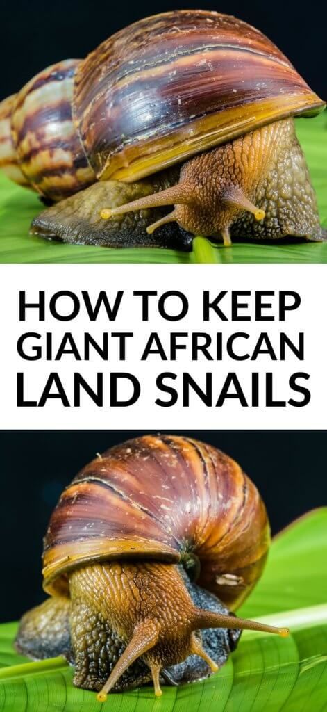 Giant African Land Snails make unusual, but easy-to-keep pets. If you're looking for something unusual to look after then read on to find out how to look after them! Pretty Aquariums, Giant Snails, African Land Snail, African Snail, Snail Farming, Giant African Land Snails, Snail Tank, Giant Snail, Land Snail