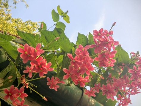 April Blooms of Combretum indicum, or  The Rangoon Creeper/ Chinese Honeysuckle  Madhu Malati in Sanskrit/ Quiscual in Spanish/ Niyog-niyogan in Filipino  Madhu Malti or Madhumalti (in Hindi), Malatilata (in Bengali), Malati ( মালতী in Assamese), Akar Dani (in Malay) and Radha Manoharam (in Telugu). New Delhi April 2016 Madhumalti Flower, Rangoon Creeper, Fabric Jewellery, Thread Painting, Painting Inspo, Charming Garden, Needle Thread, Sanskrit, Fabric Jewelry