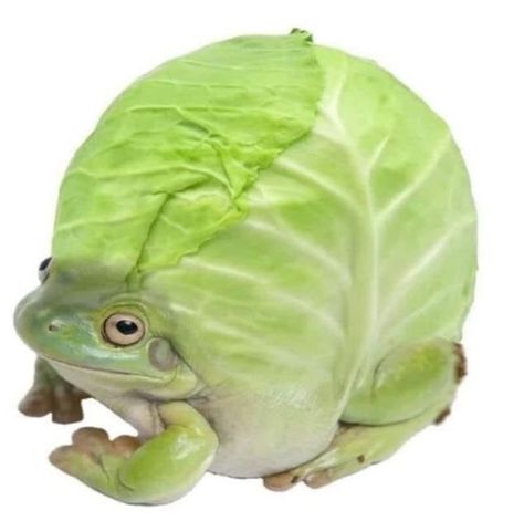 9:27 on Instagram: “so close to 13k :D tysm!! creds: unknown - - - - - - - ✨ ✨ ✨ ✨ ✨💫✨Tags✨💫✨ #frogcore #frog #frogs #phrog #phrogs #cutefrogs #cuteanimals…” Lettuce, Green, On Instagram, Pins, Instagram