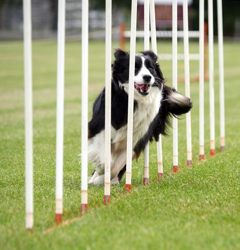 Cpvc Fittings, Dog Agility Equipment, Dog Friendly Backyard, Dog Agility Course, Dog Kennel Designs, Elderly Dogs, Dog Playground, Dog Enrichment, Pvc Fittings