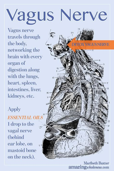 Detox Vagus Nerve With Essential Oils Nervus Vagus, The Vagus Nerve, Systemic Inflammation, Nerve Health, Ask Out, Vagus Nerve, Young Living Oils, Nerve Pain, Natural Health Remedies