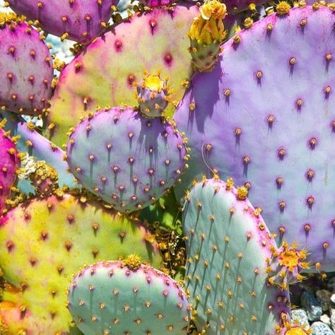 199 Likes, 7 Comments - potigy. (@potigy) on Instagram: “Living water color @taxcollection” Mexican Plants, Yellow Cactus, Rainbow Cactus, Cactus Art Print, Cactus Planta, Cactus Art, Cactus Y Suculentas, Cactus Garden, Deco Floral