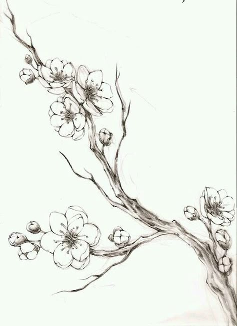 Cherry blossom branch Simple Tree Tattoo, Cherry Blossom Tree Tattoo, Cherry Blossom Drawing, Blossom Tree Tattoo, Branch Drawing, Branch Tattoo, Tree Sketches, Tree Drawings Pencil, Cherry Blossom Branch