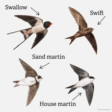 Sand Martin, Martin Bird, Swift Bird, House Martin, Barn Swallow, Martin House, Swallow Bird, Summer Sky, Swallows