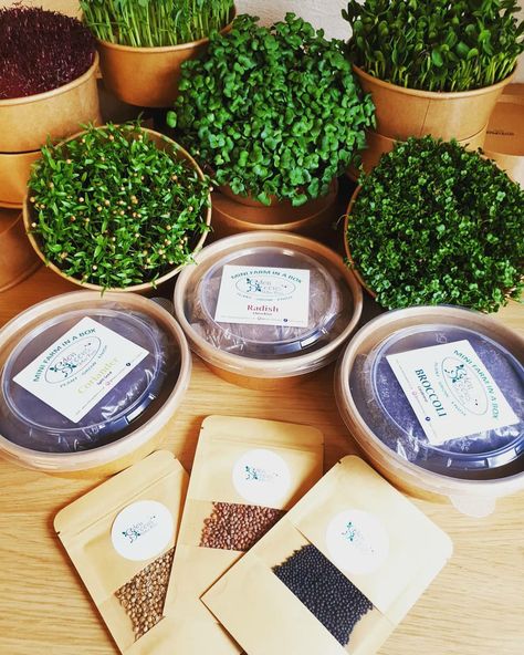 Microgreens Packaging, Farm Market Ideas, Microgreens Garden, Microgreens Recipe, Vegetable Packaging, Growing Microgreens, Cat Grass, Growing Greens, Indoor Vegetable Gardening