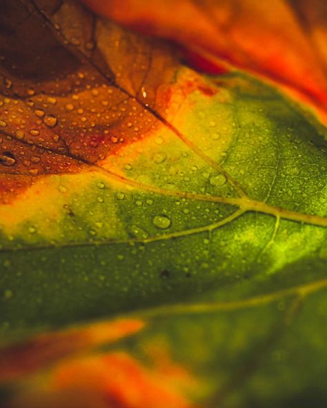 Autumn colours and doesn't need to say anymore #macro_holic #macronature #macro #autumn #kings_macro #featured_macros #macrophotography #macroclique #macroworld #macro_perfection #kamran_shirani #nature_timeless #macrophotographer #macroworld_tr #macro_freaks #macrolove #vizorturkflowermacro #photography #macrohappiness #macro_magie #پاییز #colors_of_day_macro #macro_delight #macro_captures_ #macro_brilliance #fiftyshades_of_macro #macrogrammers #colorful #macrophotographylove Simplistic Photography, Fall Macro Photography, Indoor Macro Photography Ideas, Macro Nature Photography, Plant Macro Photography, Macro Photography Water, Leaf Macro Photography, Macro Photography Nature, Macro Photographers