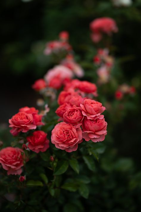 A beautiful capture of pink roses blooming in the garden, showcasing their delicate petals and beautiful hues in their natural setting. Perfect for anyone who loves the elegance of garden flowers and is looking for inspiration or a moment of calm. Click through to my Instagram to see more of these roses and explore the beauty of flowers in the garden. Flower Garden Photography, Roses In The Garden, Beauty Of Flowers, Garden Photography, Floral Photography, Blooming Rose, Garden Flowers, Flower Lover, Flower Beauty