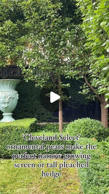 ANDREW STARK on Instagram: "Here I am giving the final touches to a set of ‘Cleveland Select’ ornamental pears I planted around 12 years ago. We trim these 3 or 4 times a year to keep them nice and bushy. #ornamentalpears #pears #clevelandselect #clevelandpears #pleach #pleaching #pleachedpears #andrewstarkgardens" Cleveland Pear Tree, Ornamental Pear Tree, Pear Trees, Quotes Wisdom, Landscape Trees, Garden Tips, Hedges, Landscaping Ideas, Gardening Tips