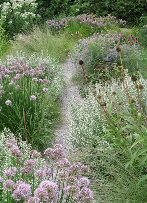 Desert Garden Landscaping, Landscaping Drought Tolerant, White Coneflower, French Garden Landscaping, Echinacea Plant, Hampton Garden, Prairie Garden, Meadow Garden, Best Perennials