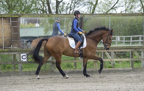 Mary Wanless, an internationally renowned dressage coach and rider biomechanics specialist, shares some useful advice on how correct biomechanics can positively affect performance Rider Biomechanics, Horse Biomechanics, Centered Riding, Dressage Arena, Dressage Exercises, Horse Training Exercises, Horsey Life, Horse Lessons, Horse Exercises