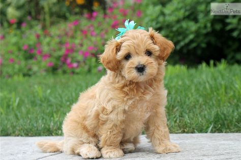 Havanese Poodle, Havapoo Puppies, Cute Puppies For Sale, Poodle Mix Breeds, Puppy Fever, Dog Breeds Pictures, Designer Dogs, Lancaster Pennsylvania, Hybrid Dogs