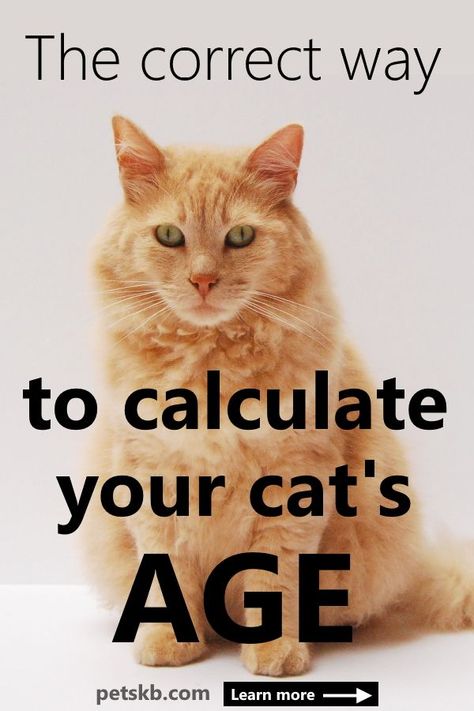 How to Convert Cat Years to Human Years by petskb.com - Discover why multiplying by 7 is not the best way to calculate your cat's human age. See our comprehensive charts to help you age your cat according to its life stage and lifestyle  #catshumanage #catcare #catguide Cat Years Chart, Cat Age Chart, Kitten Tips, Cat Behavior Facts, Dogs Paws, Cat Diseases, Pet Diy, Cat Crying, Cat Years