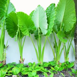 Learn How To Plant, Care and Grow Splendid Elephant Ears Elephant Ears Garden, Alocasia Macrorrhiza, Elephant Ear Bulbs, Alocasia Plant, Calla Lily Flowers, Elephant Ear Plant, Tropical Garden Design, Tropical Backyard, Decorative Leaves