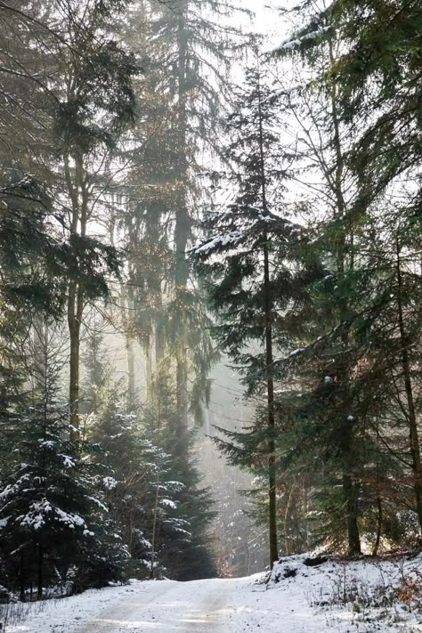 Meena's Tirith, Swedish Forest, Pine Tree Forest, Tree Day, Winter Outdoors, The Best Wallpapers, Winter Nature, Winter Mood, Winter Love