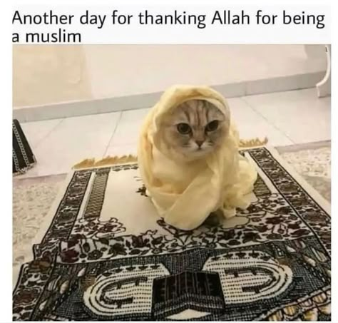 Funny Islamic Pictures, Muslim Memes Funny, Islam Meme, Praying Cat, Islamic Jokes, Cat Cute Aesthetic, Halal Jokes, Muslim Jokes, Muslim Meme