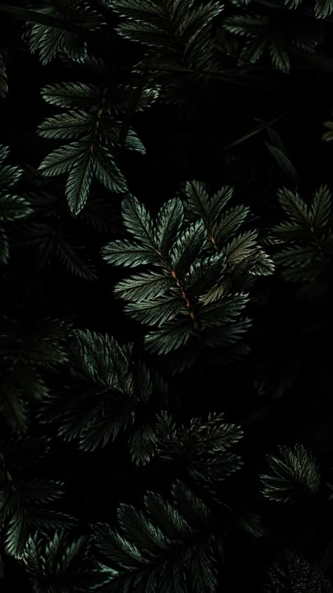 1080x1920 Leaves, branches, dark wallpaper Hd Ipad Wallpapers, Hd Dark Wallpapers, Most Beautiful Wallpaper, Deep Autumn, Plant Wallpaper, Apple Watch Wallpaper, Watch Wallpaper, Samsung Wallpaper, Dark Background