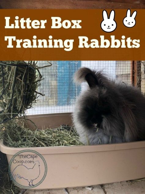 Litter Box Training Rabbits - The Cape Coop Litter Box Training Rabbits, Litter Training Rabbits, Pet Rabbit Care, Rabbit Litter, Rabbit Litter Box, Young Rabbit, Meat Rabbits, Raising Rabbits, Pet Bunny Rabbits