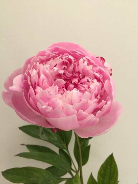 Peaonia/ Peony 'Dr Alexander Fleming' Alexander Fleming, Fresh Green, Make Me Smile, Peonies, Alexander, Wedding Inspiration, Wedding Ideas, Plants, Flowers